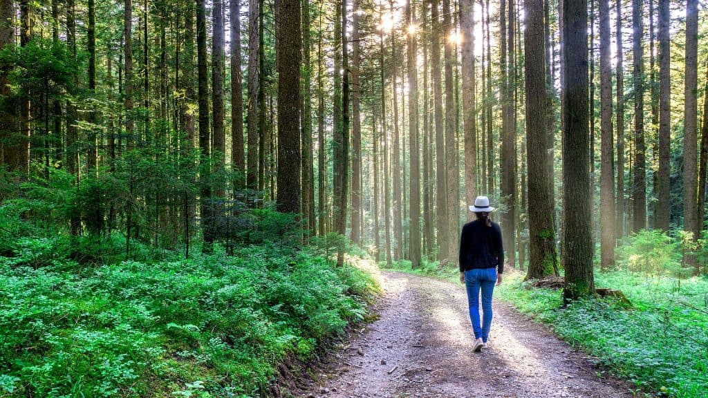 Sloww Forest Bathing