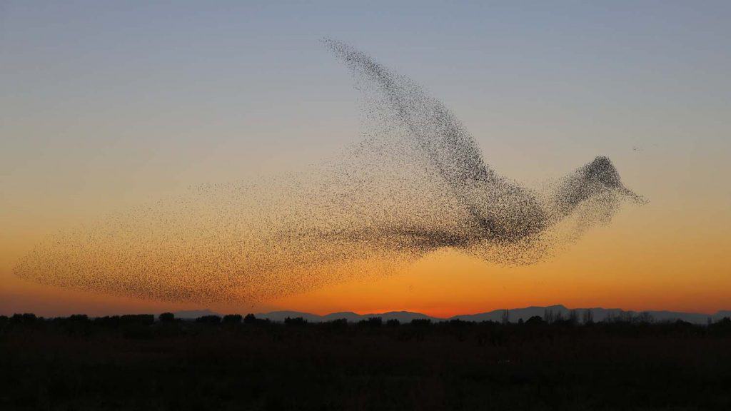 Starling Murmuration