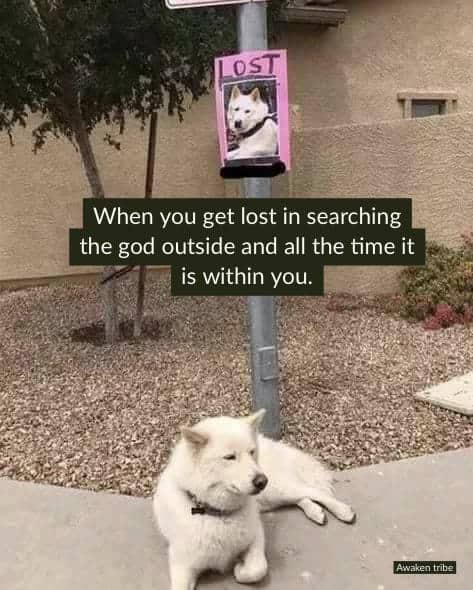 Lost Dog God Meme