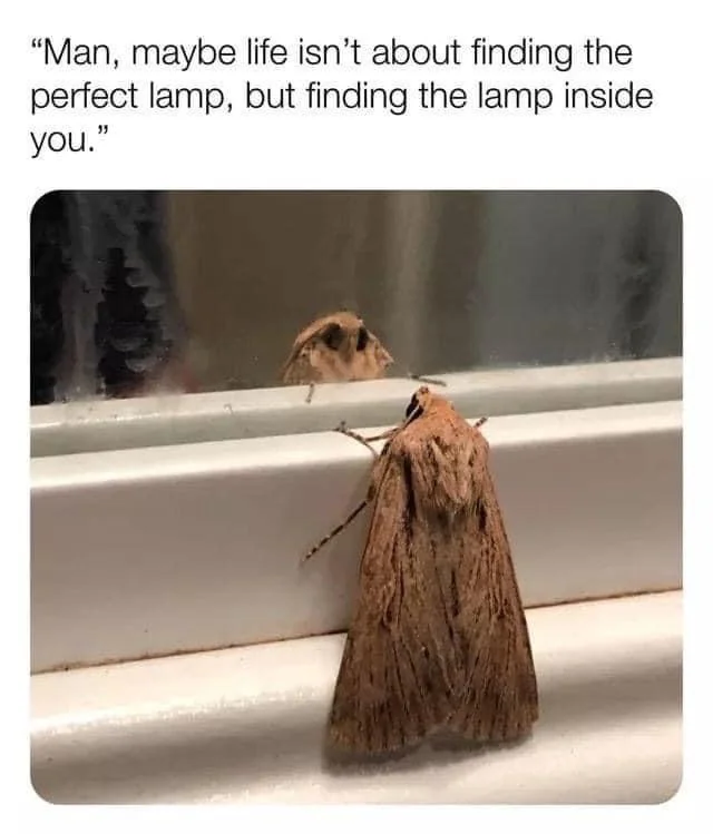 Moth Lamp Inside Meme
